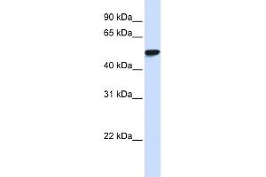 WB Suggested Anti-WDR4 Antibody Titration:  0. (WDR4 Antikörper  (N-Term))