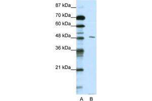 Western Blotting (WB) image for anti-Pre-B-Cell Leukemia Homeobox Protein 2 (PBX2) antibody (ABIN2461666) (PBX2 Antikörper)