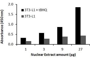 Transcription factor activity assay of mouse Nrf2 from nuclear extracts of 3T3-L1 cells or HepG2 cells treated with tBHQ (90uM) for 24 hr.