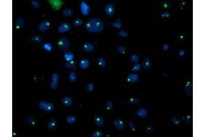 Anti-PGAM2 mouse monoclonal antibody (ABIN2454937) immunofluorescent staining of COS7 cells transiently transfected by pCMV6-ENTRY PGAM2 (RC200701). (PGAM2 Antikörper)