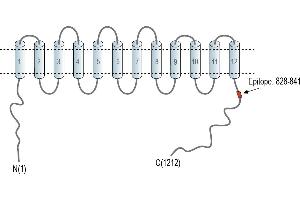 Representative domain view of the target of ABIN7236925. (Solute Carrier Family 12 (Potassium-Chloride Transporter) Member 2 (SLC12A2) Peptid)