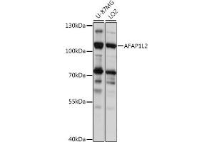 Western blot analysis of extracts of various cell lines, using L2 antibody (ABIN7265382) at 1:1000 dilution. (AFAP1L2 Antikörper  (AA 1-300))
