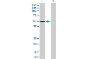 Western Blot analysis of APOH expression in transfected 293T cell line by APOH MaxPab polyclonal antibody. (APOH Antikörper  (AA 1-345))