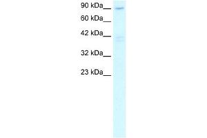 WB Suggested Anti-C20ORF194 Antibody Titration: 2. (C20orf194 Antikörper  (C-Term))