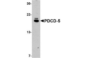 Western Blotting (WB) image for anti-Programmed Cell Death 5 (PDCD5) (C-Term) antibody (ABIN1030572) (PDCD5 Antikörper  (C-Term))