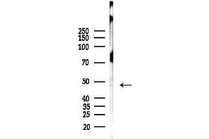 Western blot analysis of lysates from Rat brain, using MO Antibody at 1/1000 dilution.