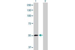 Western Blot analysis of FMO2 expression in transfected 293T cell line by FMO2 MaxPab polyclonal antibody. (FMO2 Antikörper  (AA 1-471))