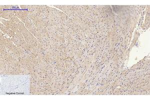 Immunohistochemical analysis of paraffin-embedded mouse heart tissue. (MMP2 Antikörper  (AA 580-660))