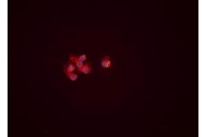 ABIN6276460 staining HEPG2 cells by ICC/IF. (ENO1 Antikörper  (C-Term))