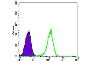 Flow cytometric analysis of K-562 cells using NR3C1 monoclonal antibody, clone 6E6  (green) and negative control (purple).