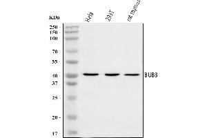 Western blot analysis of BUB3 using anti-BUB3 antibody (ABIN7601900).