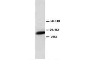 Western blot analysis of Hela cell lysis using Annexin VI antibody (Annexin IV Antikörper  (N-Term))