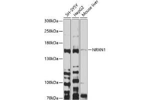 Western blot analysis of extracts of various cell lines, using NRXN1 antibody (ABIN6129420, ABIN6144865, ABIN6144866 and ABIN6214186) at 1:1000 dilution. (Neurexin 1 Antikörper  (AA 31-310))