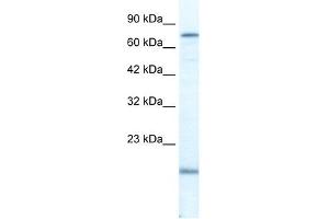 PGBD3 antibody used at 2. (PGBD3 Antikörper  (N-Term))