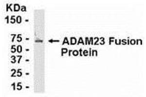 Western Blotting (WB) image for anti-ADAM Metallopeptidase Domain 23 (Adam23) (AA 72-144) antibody (ABIN2467991) (Adam23 Antikörper  (AA 72-144))