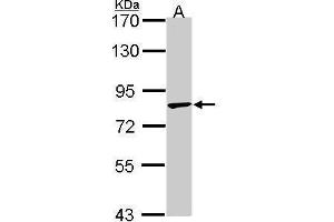 WB Image Sample (30 ug of whole cell lysate) A: A549 7. (TRIM36 Antikörper  (C-Term))
