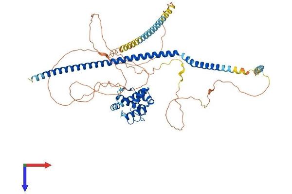 TRAF3IP1 Protein (AA 1-625) (His tag)
