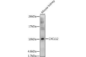 Western blot analysis of extracts of Mouse kidney, using CXCL12 antibody (ABIN6130152, ABIN6139271, ABIN6139272 and ABIN6217180) at 1:1000 dilution. (CXCL12 Antikörper  (AA 22-89))