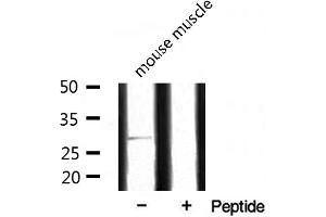 Western blot analysis of extracts from mouse muscle, using SURF1 antibody. (SURF1 Antikörper  (Internal Region))