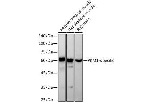 Western blot analysis of extracts of various cell lines, using PKM1-specific antibody (ABIN7269382) at 1:1000 dilution. (PKM1 Antikörper)