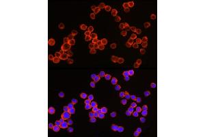 Immunofluorescence (IF) image for anti-Fc Fragment of IgG, High Affinity Ia, Receptor (CD64) (FCGR1A) (AA 200-292) antibody (ABIN3021695)