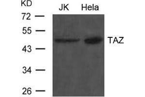 Western blot analysis of extract from JK and Hela cells using TAZ Antibody