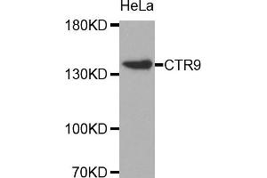 Western Blotting (WB) image for anti-RNA Polymerase-Associated Protein CTR9 Homolog (CTR9) antibody (ABIN1872090) (CTR9 Antikörper)