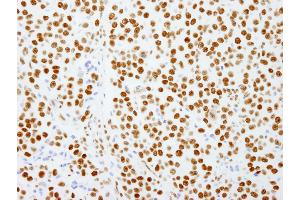 Immunohistochemistry (IHC) image for anti-Splicing Factor Proline/glutamine-Ric (SFPQ) (AA 657-707) antibody (ABIN7449003) (SFPQ Antikörper  (AA 657-707))