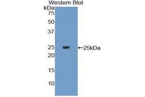 Western Blotting (WB) image for anti-Interleukin-27 Subunit alpha (IL27) (AA 29-234) antibody (ABIN1859409) (IL27 Antikörper  (AA 29-234))