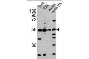 Western blot analysis of CASP2 antibody (Center) (ABIN388122 and ABIN2846317) in HL60, K562, Ramos and NIH-3T3 cell line lysates(35 μg/lane). (Caspase 2 Antikörper  (AA 198-226))