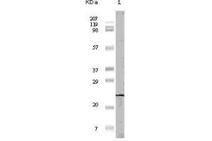 Western Blot showing 4E-BP1 antibody used against truncated 4E-BP1 recombinant protein (1). (eIF4EBP1 Antikörper)