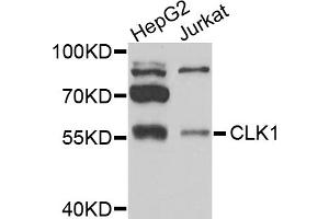 Western blot analysis of extracts of various cell lines, using CLK1 antibody (ABIN5974148) at 1/1000 dilution. (CLK1 Antikörper)