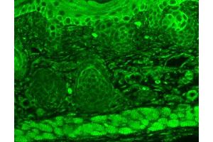 Immunohistochemistry analysis using Mouse Anti-TrpC7 Monoclonal Antibody, Clone S64A-36 . (TRPC7 Antikörper  (AA 845-862) (Atto 390))