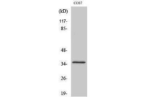 Western Blotting (WB) image for anti-Olfactory Receptor, Family 4, Subfamily K, Member 14 (OR4K14) (C-Term) antibody (ABIN3176556) (OR4K14 Antikörper  (C-Term))