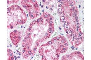 Anti-ULK1 antibody IHC of human kidney. (ULK1 Antikörper  (AA 320-370))