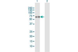 Western Blot analysis of PACSIN2 expression in transfected 293T cell line by PACSIN2 MaxPab polyclonal antibody. (PACSIN2 Antikörper  (AA 1-486))