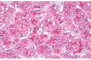 Anti-GIT2 antibody IHC staining of human pancreas. (GIT2 Antikörper  (AA 1-472))