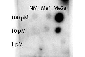 Dot blot of Rabbit Anti-STAT1 R31-Me2a antibody.