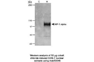 Image no. 1 for anti-Hypoxia Inducible Factor 1, alpha Subunit (Basic Helix-Loop-Helix Transcription Factor) (HIF1A) (AA 432-528) antibody (ABIN2852421) (HIF1A Antikörper  (AA 432-528))