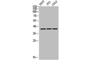 Western Blot analysis of 293T NIH-3T3 COLO cells using DGAT2L3 Polyclonal Antibody (AWAT1 Antikörper  (C-Term))