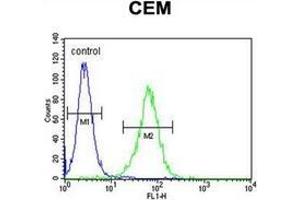 Flow cytometric analysis of CEM cells  using Neurexophilin-4 Antibody (C-term) Cat.