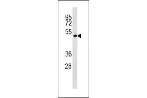 LRP2BP Antibody (Center) (ABIN1881508 and ABIN2843301) western blot analysis in A549 cell line lysates (35 μg/lane). (LRP2BP Antikörper  (AA 126-152))
