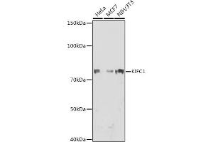 KIFC1 Antikörper