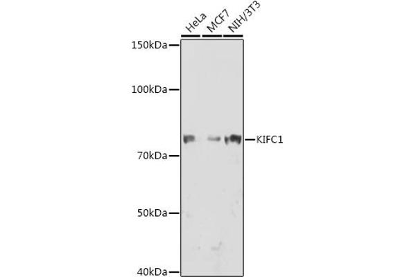 KIFC1 Antikörper