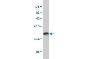 Western Blot detection against Immunogen (37. (BAG1 Antikörper  (AA 241-345))