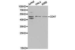Western Blotting (WB) image for anti-CD47 (CD47) antibody (ABIN1871641) (CD47 Antikörper)