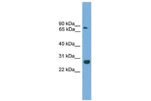 WB Suggested Anti-Cdx1 Antibody Titration:  0.