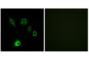Immunofluorescence (IF) image for anti-Fibroblast Growth Factor 18 (FGF18) (C-Term) antibody (ABIN1850382)