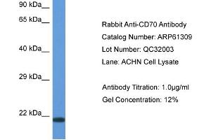 Western Blotting (WB) image for anti-CD70 Molecule (CD70) (N-Term) antibody (ABIN2774311) (CD70 Antikörper  (N-Term))
