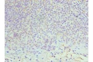 Immunohistochemistry of paraffin-embedded human tonsil tissue using ABIN7150339 at dilution of 1:100